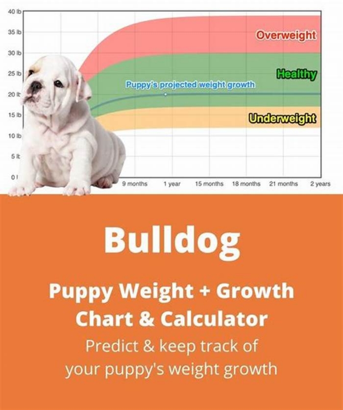 Bulldog Weight Loss Understanding the Role of Age in Metabolism