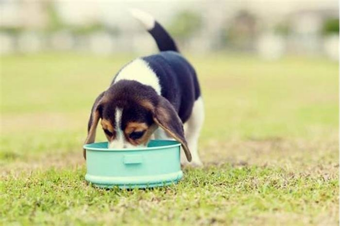 Can Beagles eat boiled egg