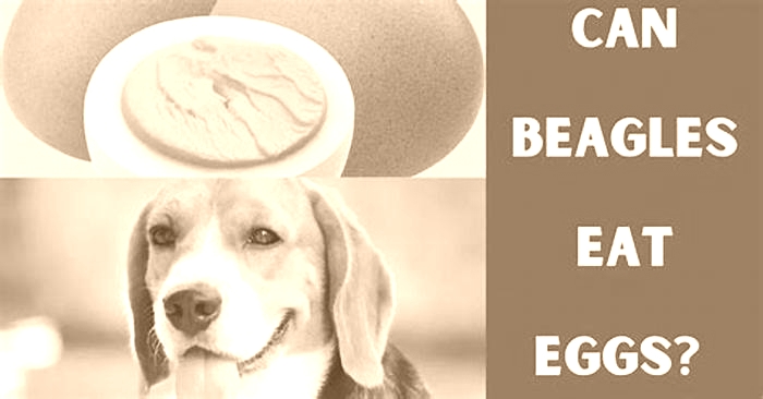 Can Beagles eat cooked eggs