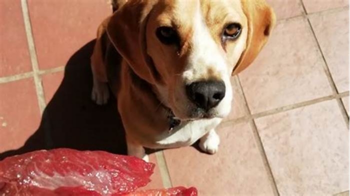 Can Beagles eat meat?