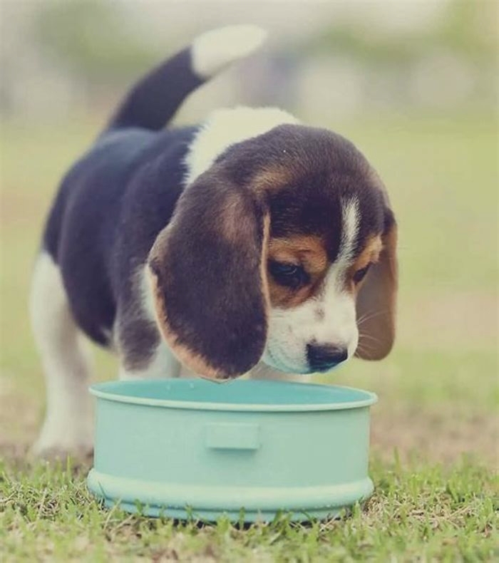 Can Beagles eat pork?