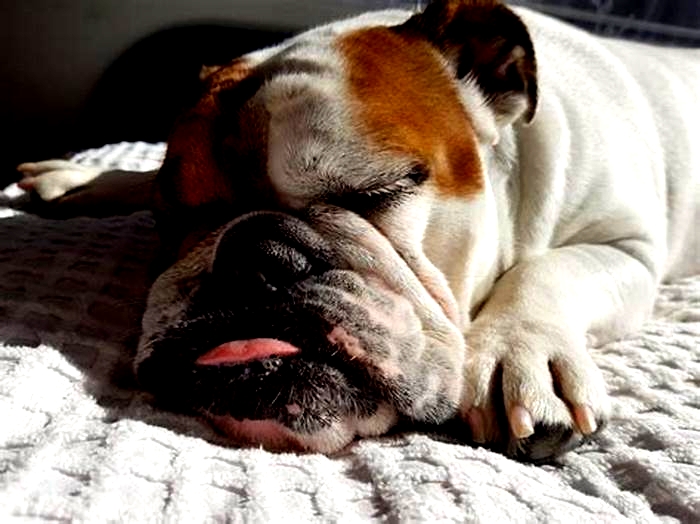 Can Bulldogs live to be 12?