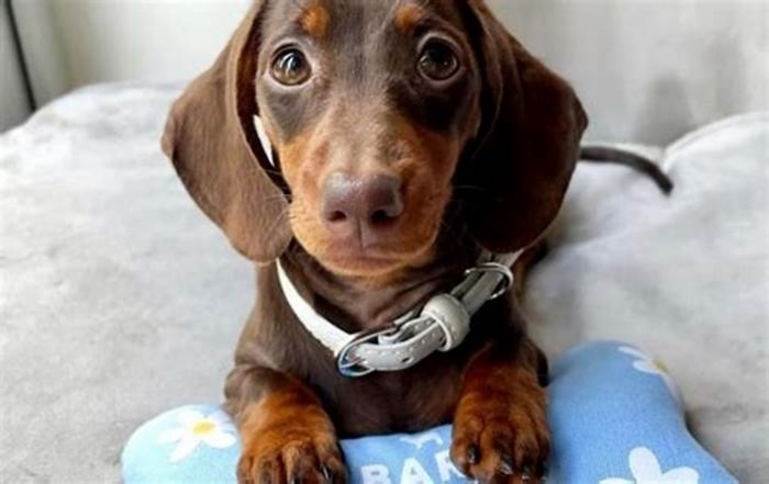 Can Dachshunds be left alone all day?