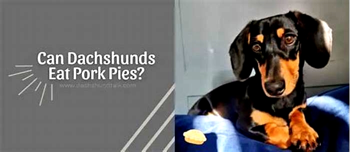 Can Dachshunds eat pork