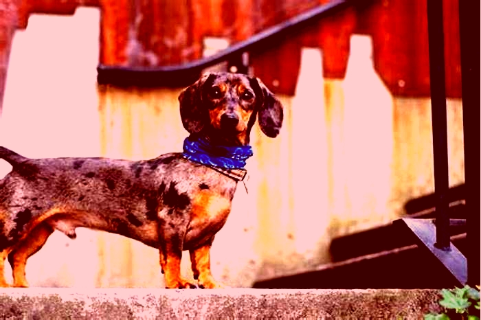 Can Dachshunds live to be 20?