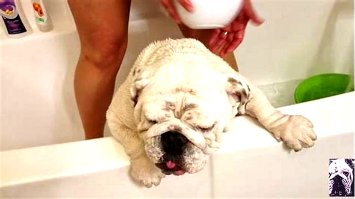 Can I bathe my bulldog once a week?