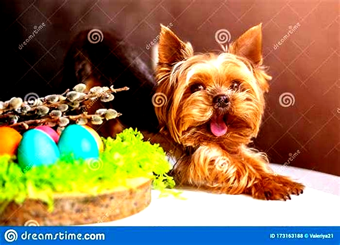 Can I give my Yorkie an egg everyday