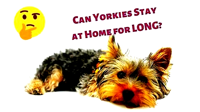 Can I leave my Yorkie overnight?