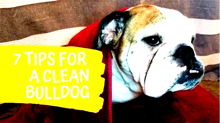 Can I wash my bulldog every week