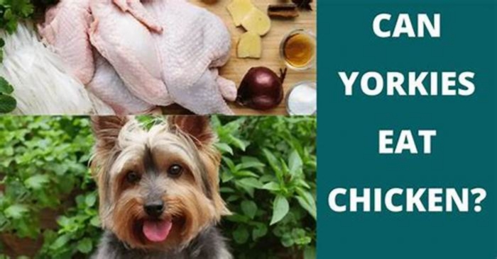 Can Yorkie eat chicken everyday?