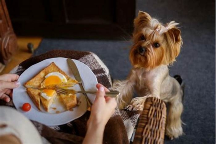 Can Yorkies eat boiled eggs