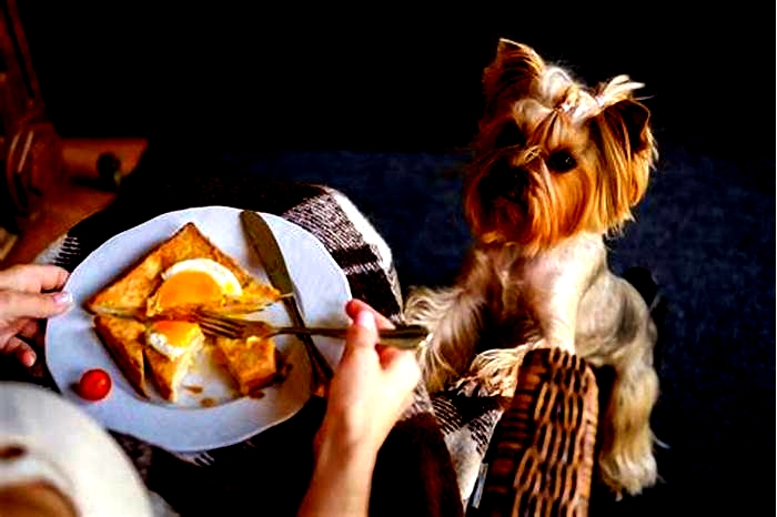 Can Yorkies eat eggs everyday?