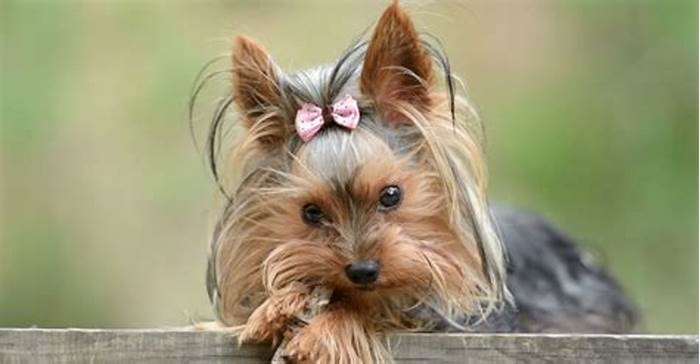 Can a 12 year old Yorkie get pregnant