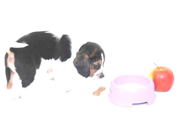 Can a Beagle drink milk