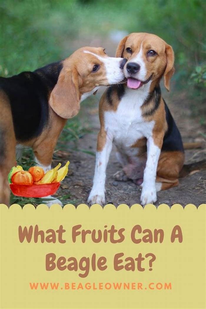 Can a Beagle eat once a day?