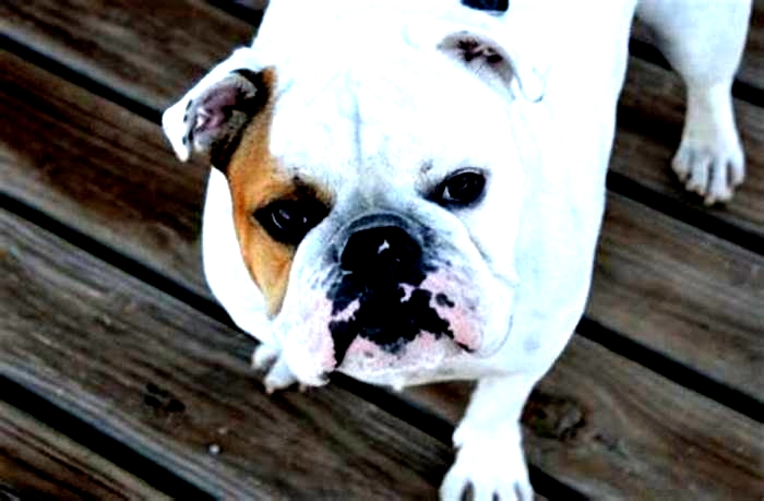 Can a Bulldog live 15 years?