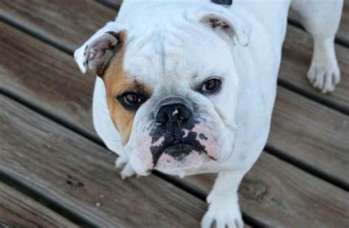 Can a Bulldog live 20 years?