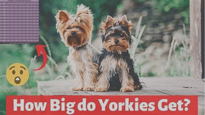 Can a Yorkie be over 7 pounds?