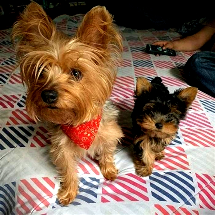 Can a Yorkie live to 18?