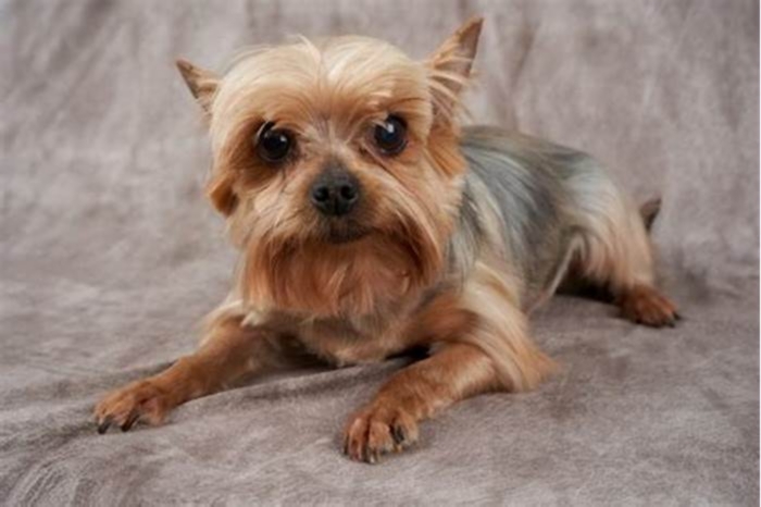 Can a Yorkie live to be 20 years old?