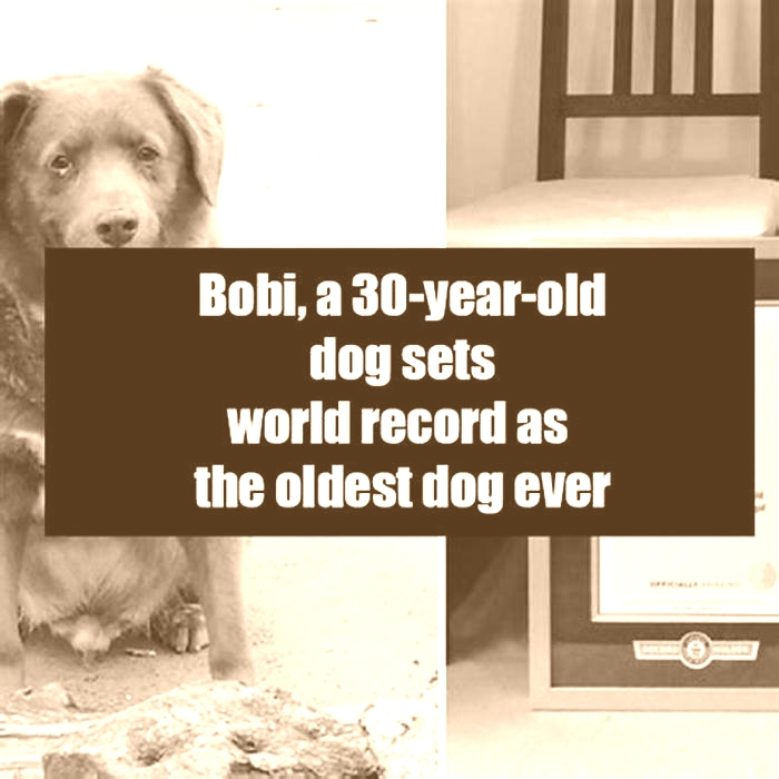 Can a dog live 30 years