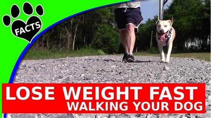 Can a dog lose weight by walking?