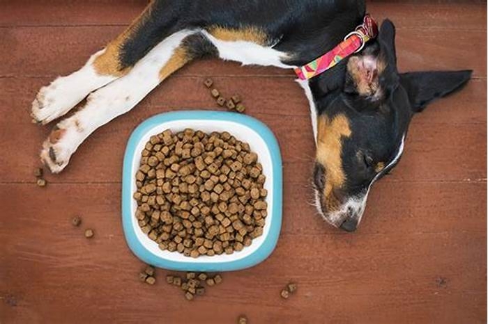 Can a dog survive 3 days without food?