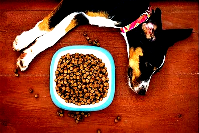 Can a dog survive 8 days without food?