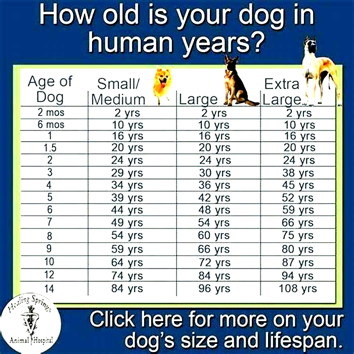 Can a large dog live 20 years?