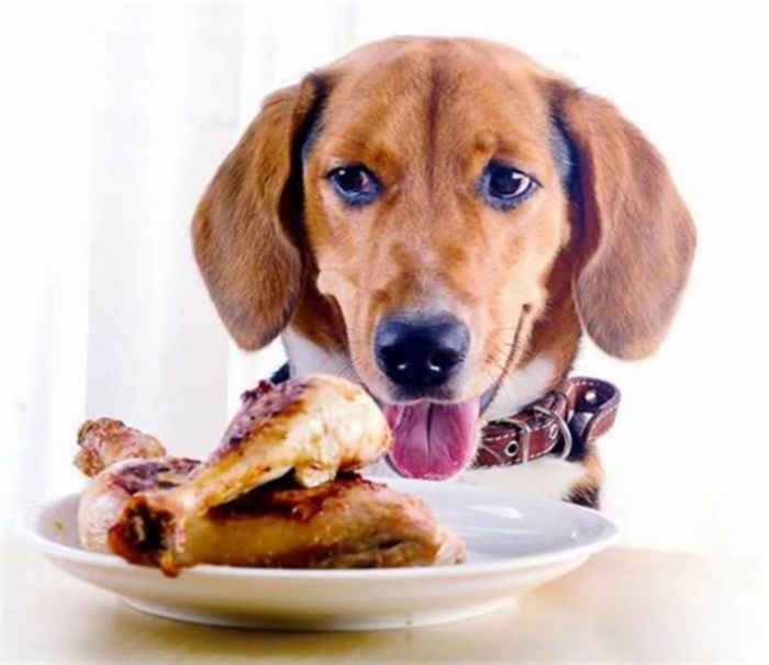 Can beagles eat cooked chicken?