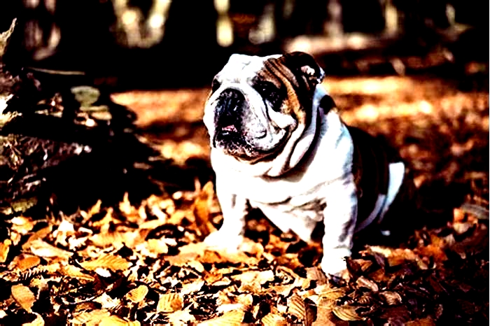 Can bulldogs be left alone?