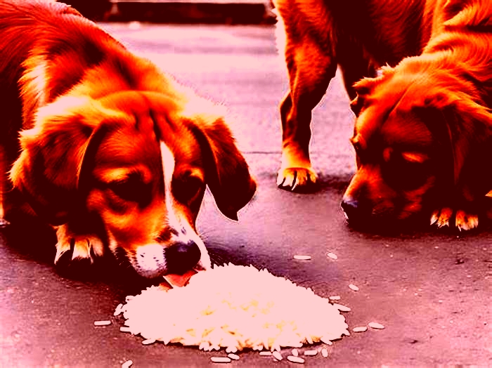 Can dogs eat rice every day