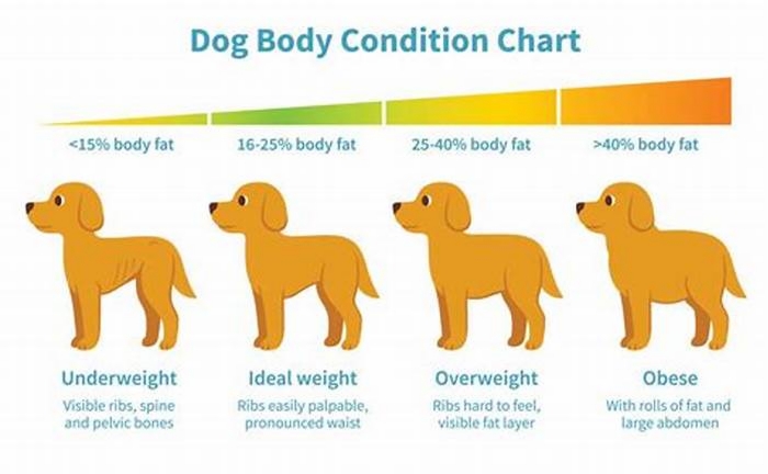 Can dogs lose weight by eating less