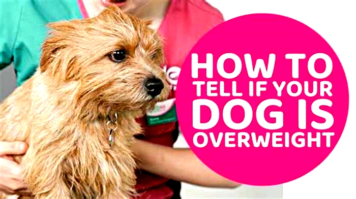 Can fat make dogs sick?