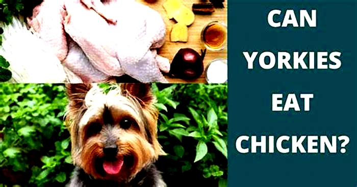 Can my Yorkie eat boiled chicken everyday?