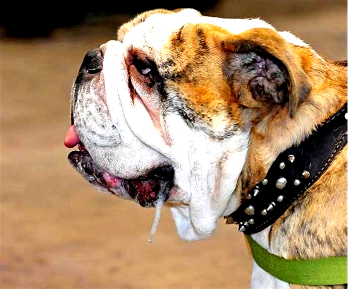 Can you stop a bulldog from drooling?