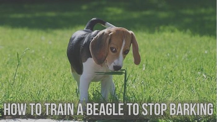 Can you train a Beagle to not bark