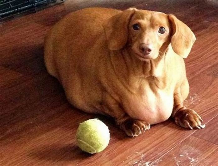 Canine Obesity Crisis: How Dachshunds Are Affected