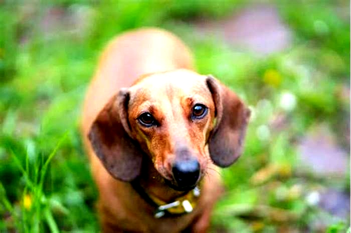 Dachshund Obesity A Comprehensive Guide for Owners