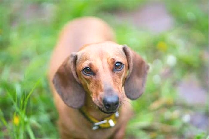 Dachshund Obesity An Owners Guide to Intervention