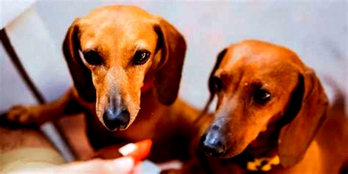 Dachshund Obesity: An Owner’s Guide to Intervention