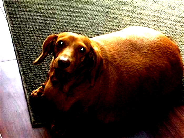 Dachshund Obesity Breaking Down the Myths