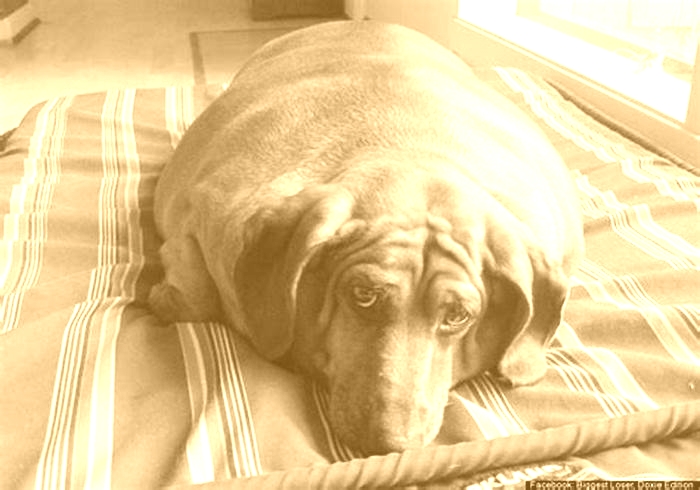 Dachshund Obesity: Breaking the Cycle