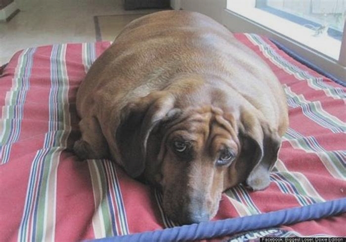 Dachshund Obesity Finding the Right Support System