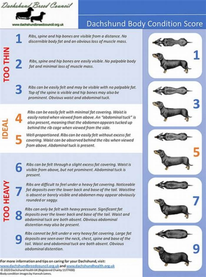 Dachshund Obesity: Genetics vs. Environment