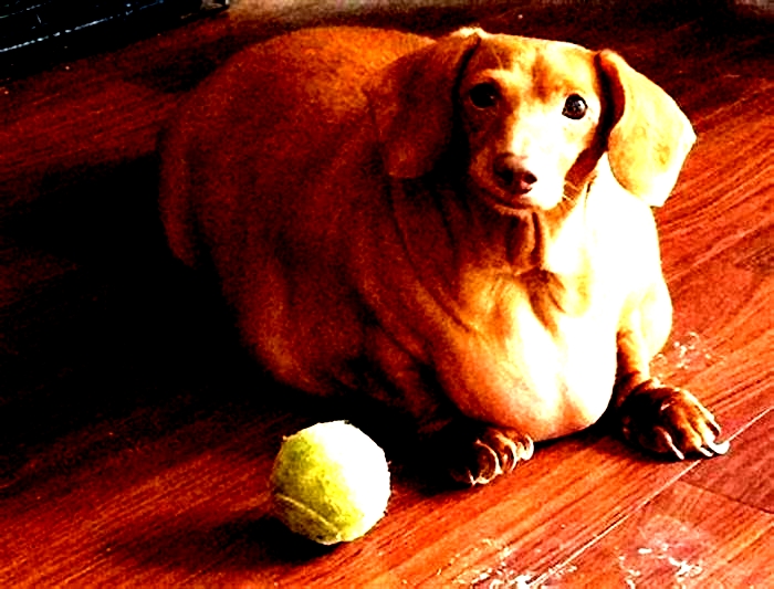 Dachshund Obesity How it Impacts Their Quality of Life