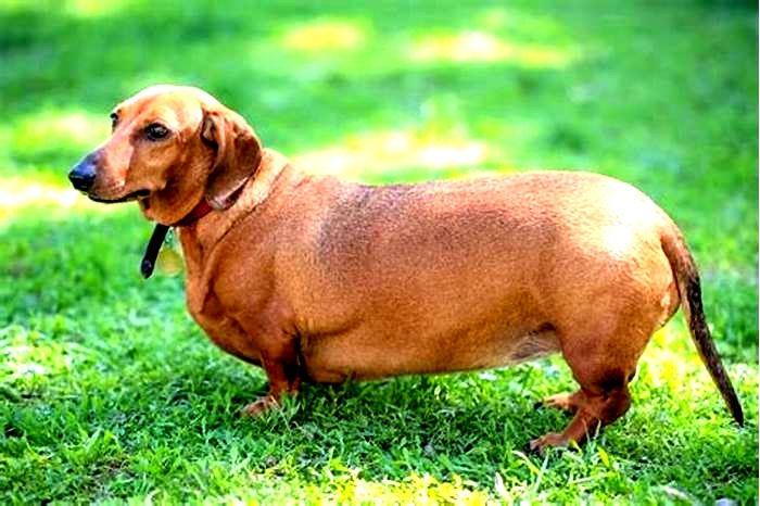 Dachshund Obesity: How to Talk to Your Vet About Weight Concerns