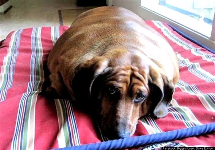 Dachshund Obesity: Taking a Holistic Approach to Health