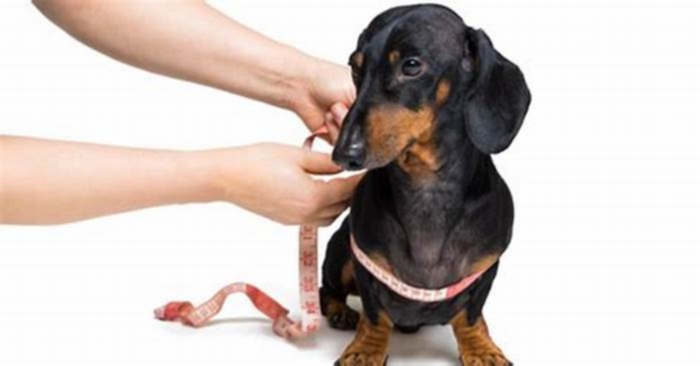 Dachshund Obesity The Importance of Regular Vet Checkups