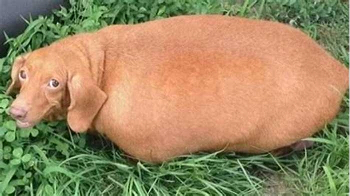 Dachshund Obesity The Silent Killer